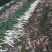 精品脱水大葱，无干叶，干叶，无根，日产30吨