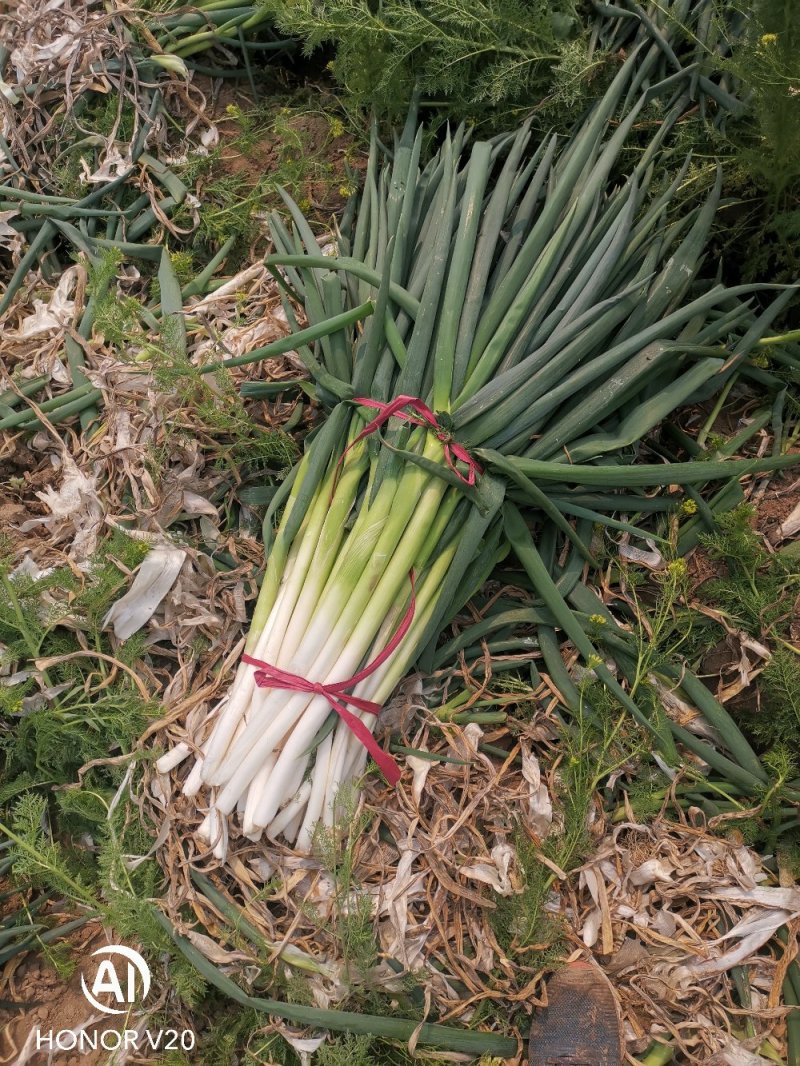 精品脱水大葱，无干叶，干叶，无根，日产30吨