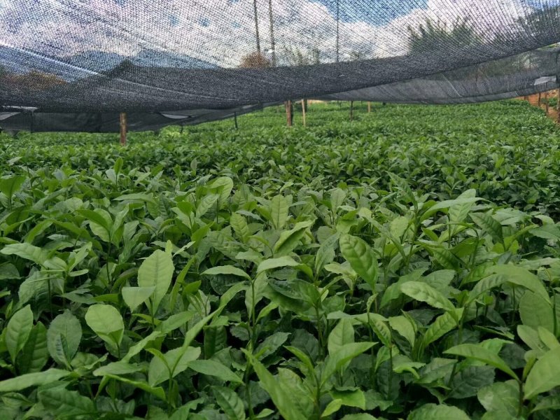 云南临沧双江纯种勐库大叶种茶树苗