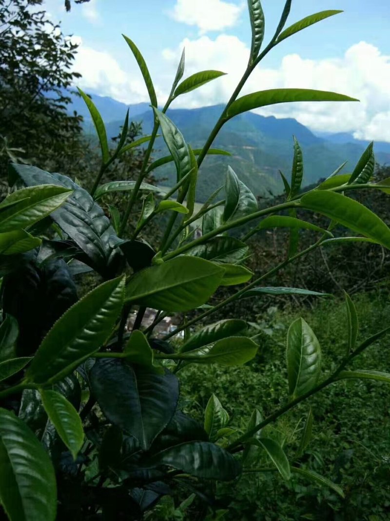 云南临沧双江纯种勐库大叶种茶树苗