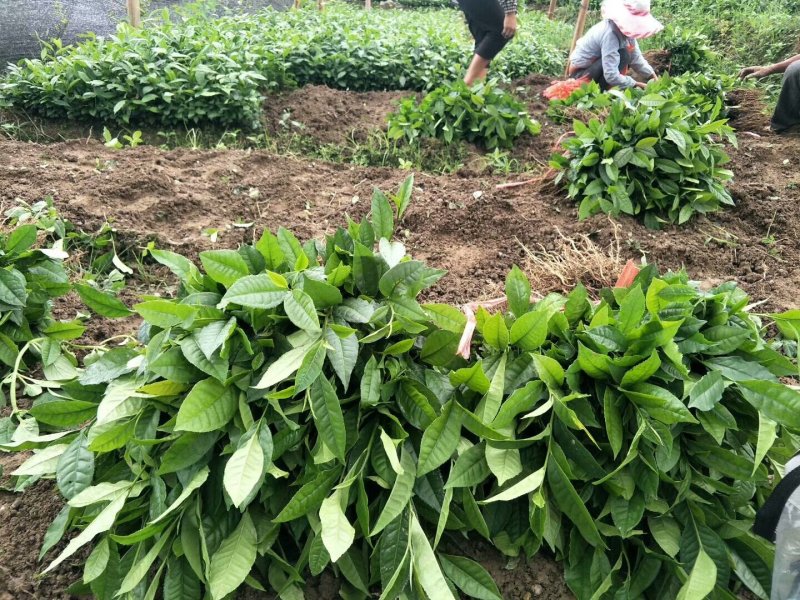 云南临沧双江纯种勐库大叶种茶树苗