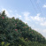 木芙蓉