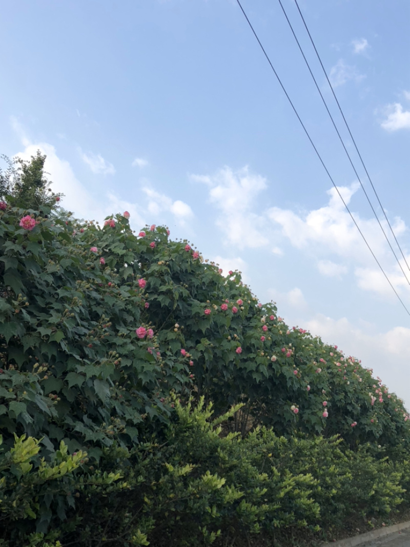 木芙蓉