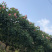 木芙蓉
