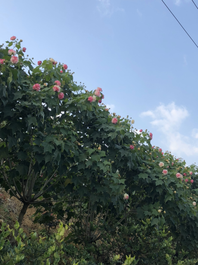 木芙蓉
