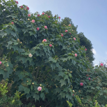 木芙蓉