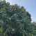 木芙蓉