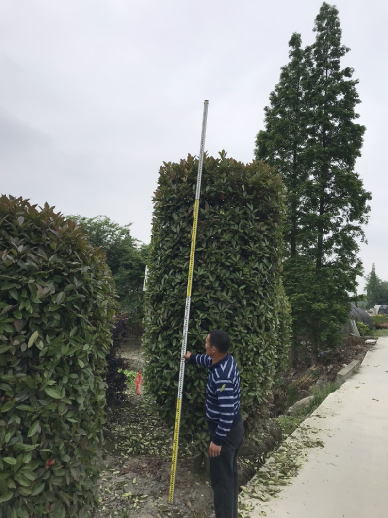 红叶石楠柱四川红叶石楠柱基地直销成都红叶石楠柱