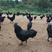 [放心购]纯种五黑鸡鸡苗，绿壳蛋鸡包运输，包疫苗