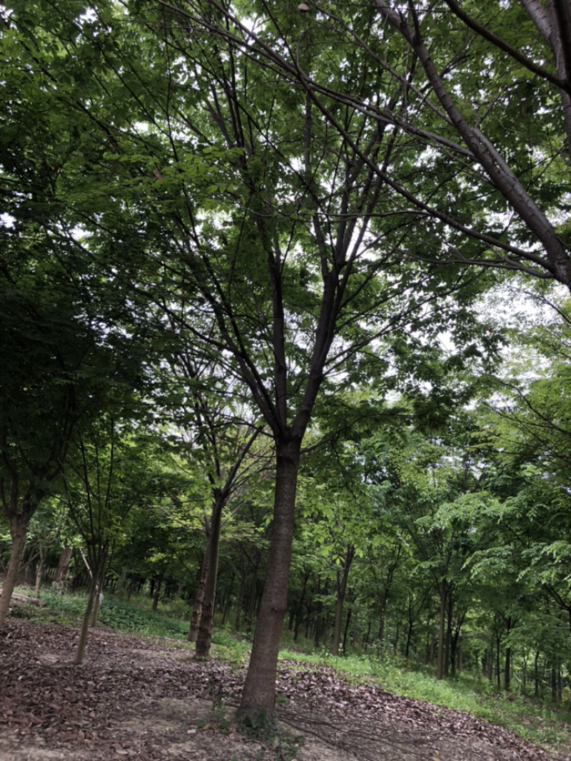 红榉