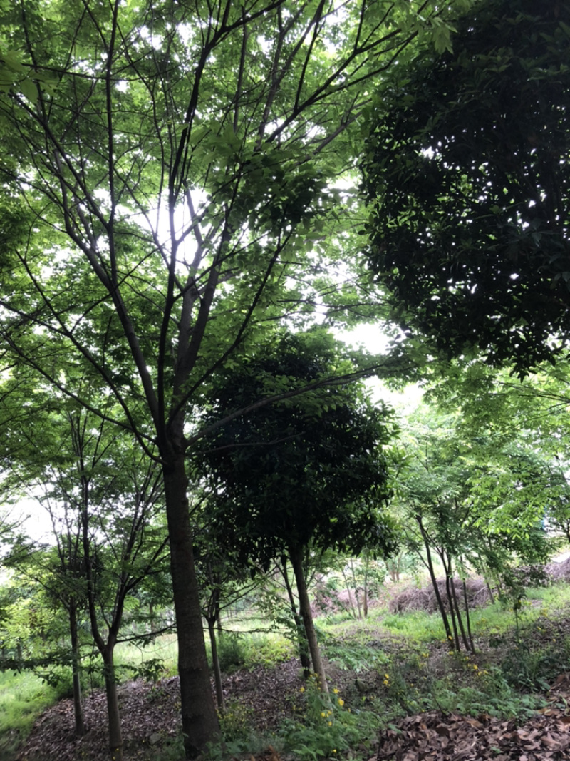 红榉