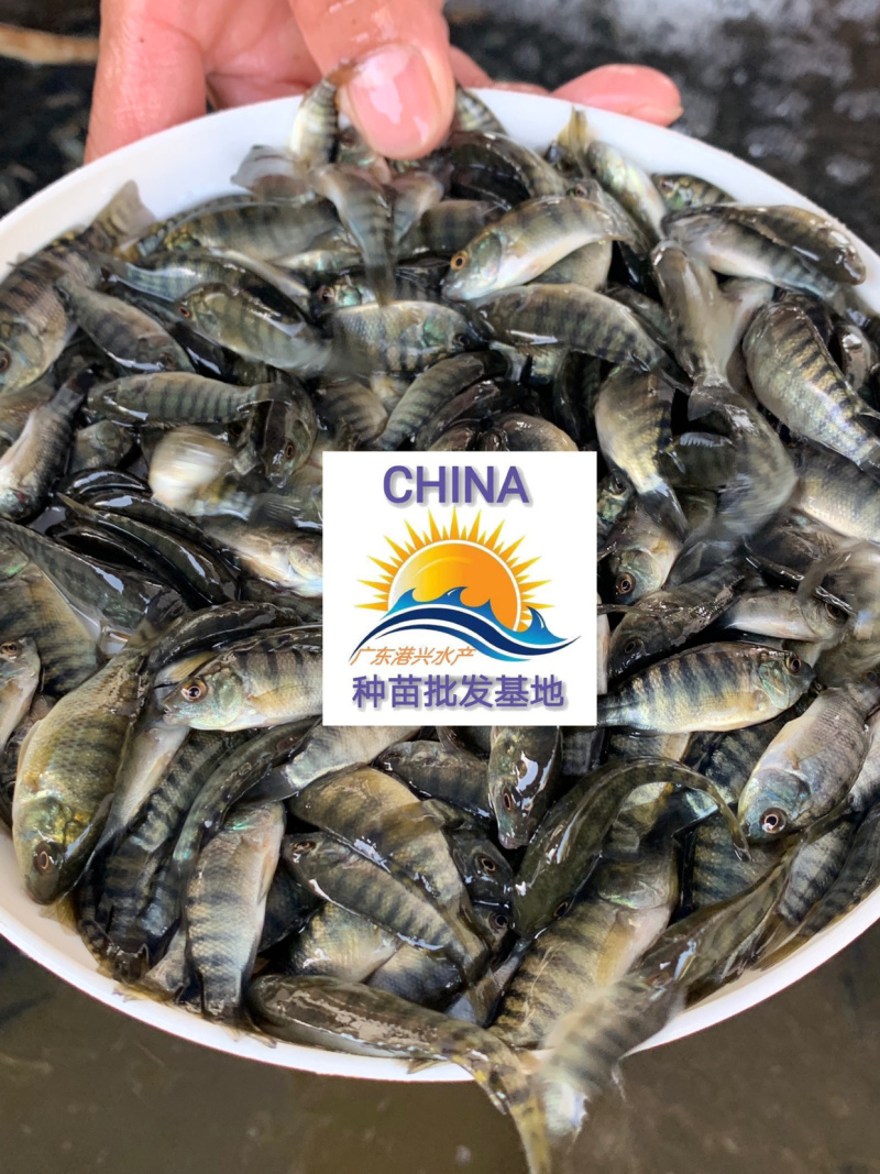罗非鱼苗青宝罗非鱼苗新吉富罗非鱼苗批发