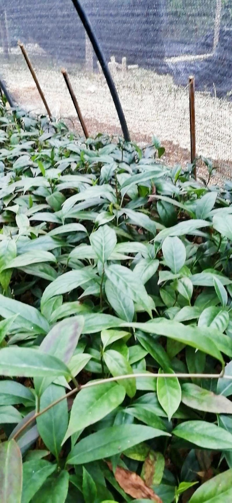 包邮靓苗【广西灵山黑老虎布福娜】嫁接苗/直销