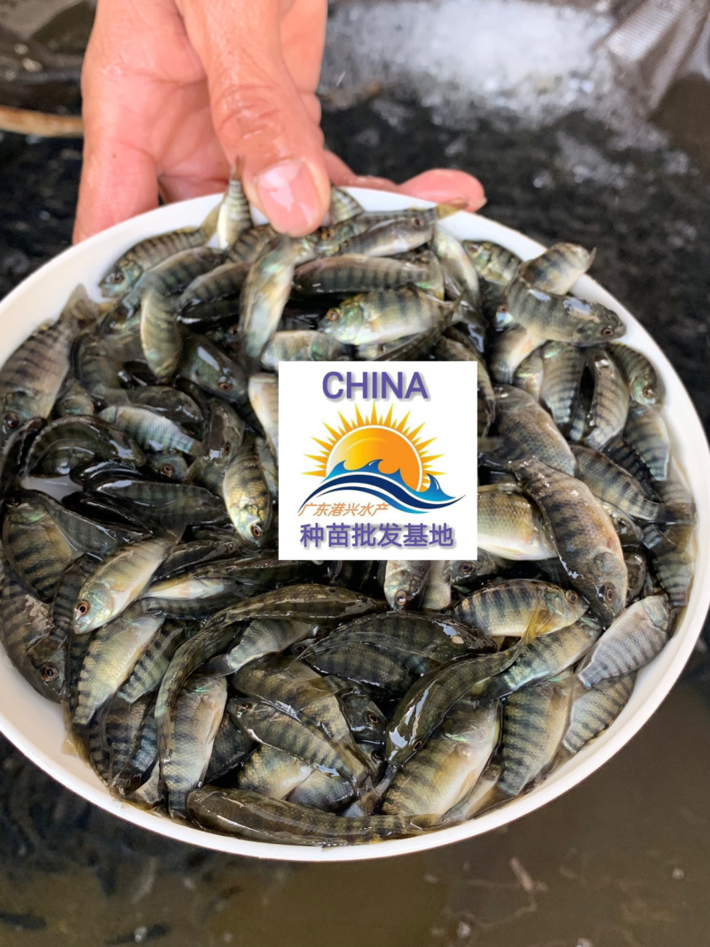 罗非鱼苗青宝罗非鱼苗新吉富罗非鱼苗批发