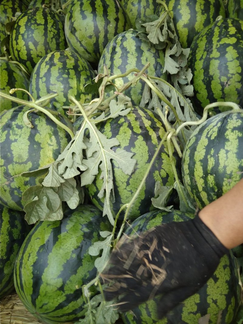 安徽砀山头茬大棚甜王大量上市，保熟保甜，产地直供