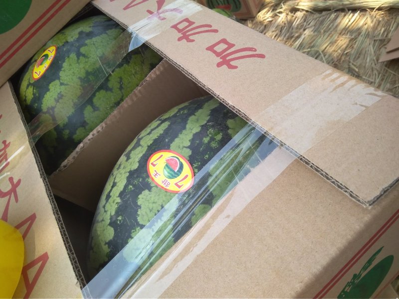 安徽砀山头茬大棚甜王大量上市，保熟保甜，产地直供