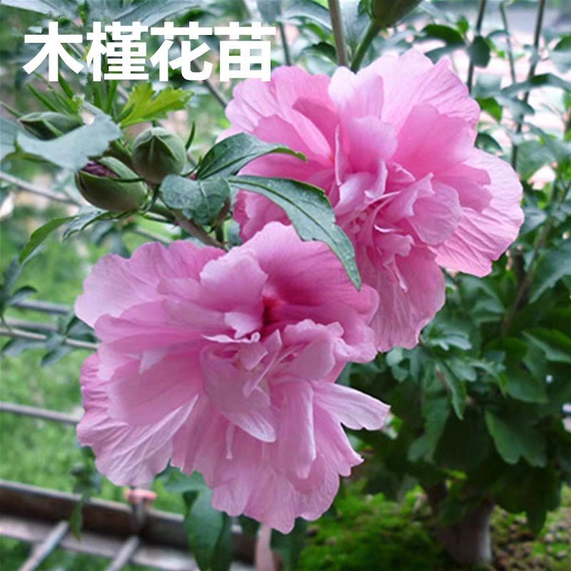木槿花重瓣木槿花，盆栽地栽，南方北方都可以栽种，包成活率