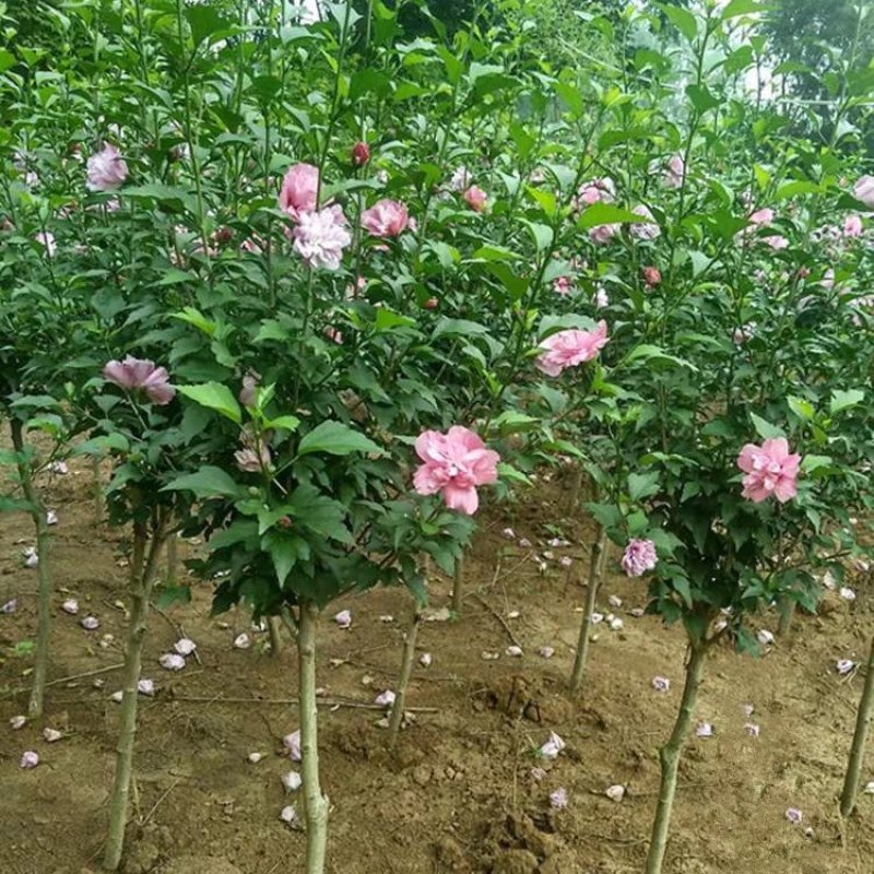 木槿花重瓣木槿花，盆栽地栽，南方北方都可以栽种，包成活率