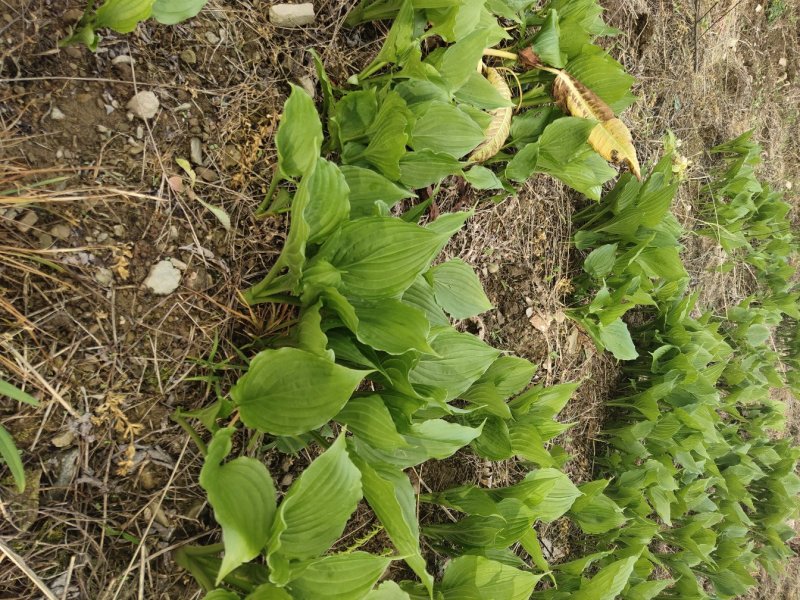 紫玉簪苗30~40cm