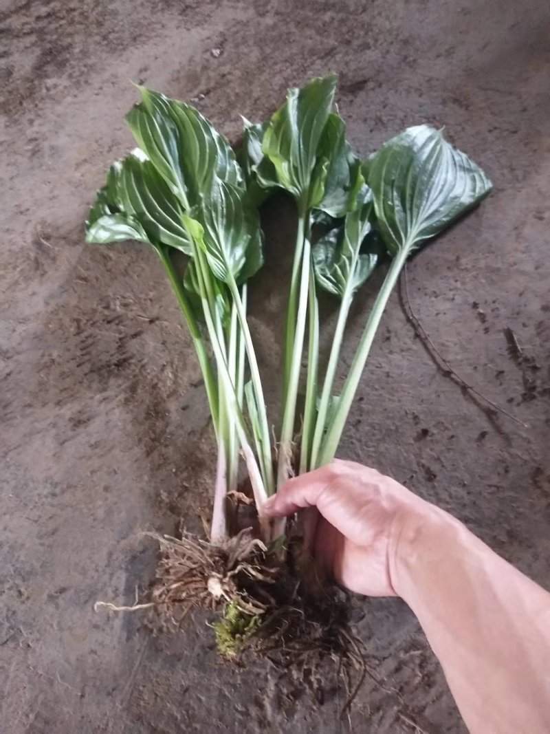 紫玉簪苗30~40cm
