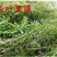 供应龙虾苗，种虾，水草，饲料，技术帮助水质检测可开发票