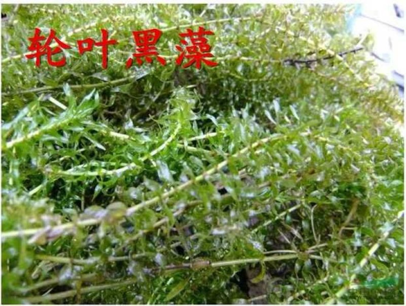 供应龙虾苗，种虾，水草，饲料，技术帮助水质检测可开发票