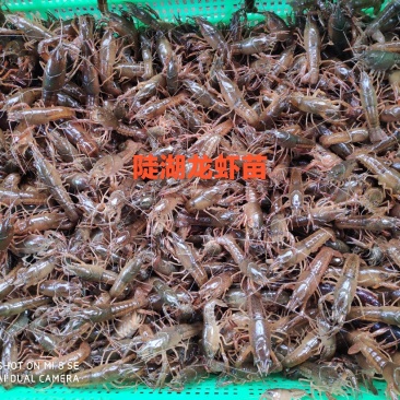 供应龙虾苗，种虾，水草，饲料，技术帮助水质检测可开发票