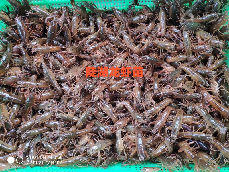 供应龙虾苗，种虾，水草，饲料，技术帮助水质检测可开发票