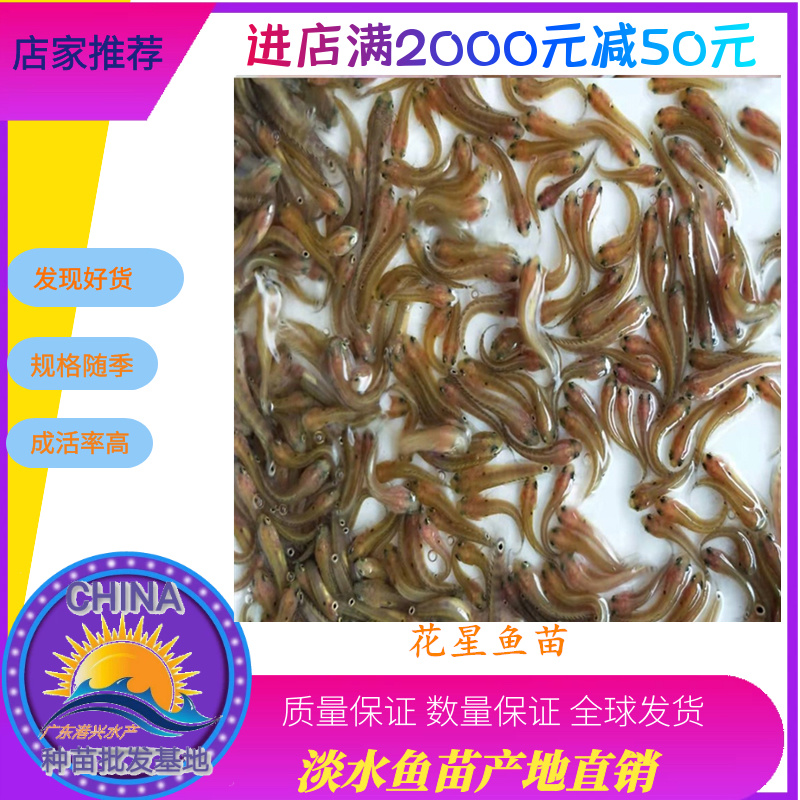 罗非鱼苗青宝罗非鱼苗新吉富罗非鱼苗批发