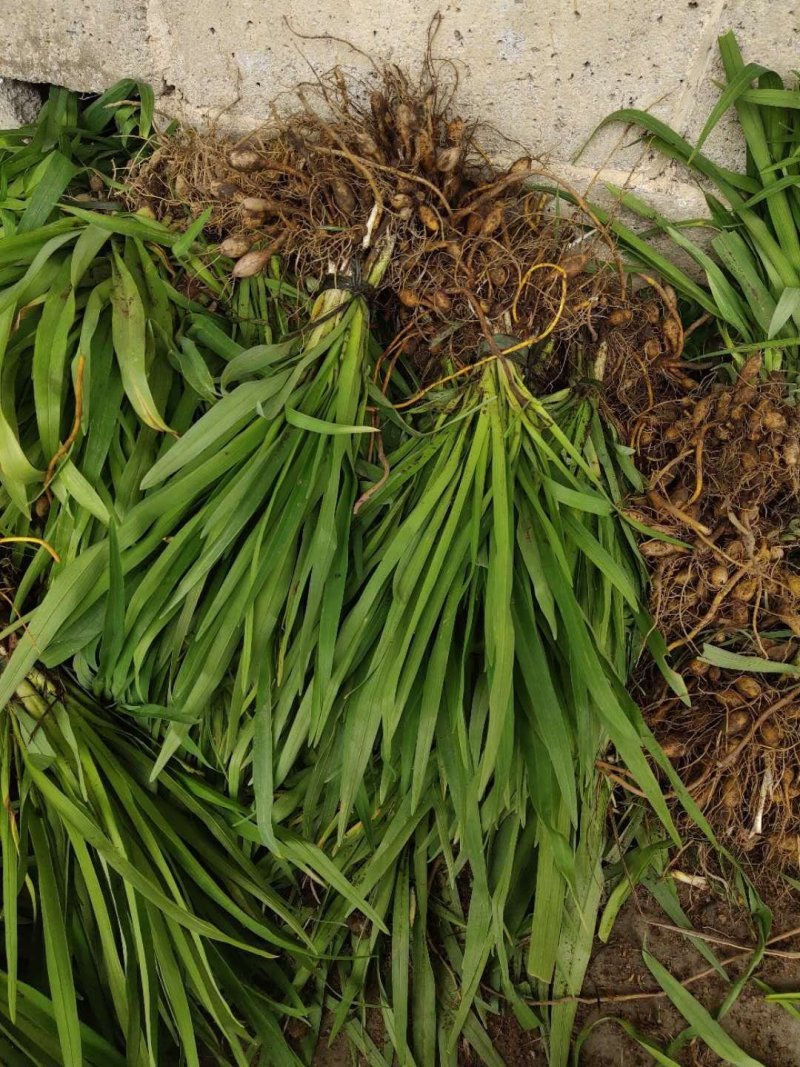 紫玉簪苗30~40cm