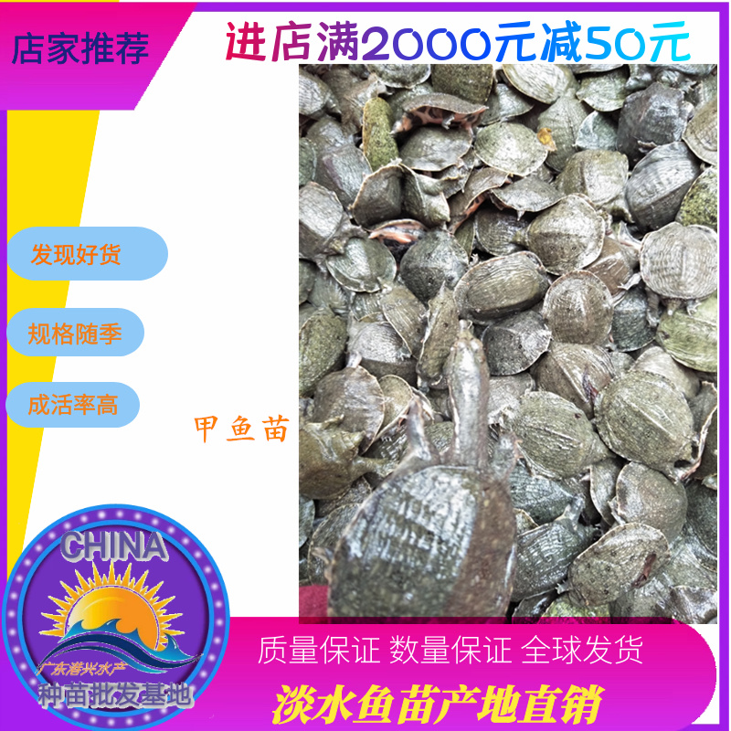 甲鱼脚子团鱼苗√优质品种甲鱼鱼苗🌟优选苗支持全国发货