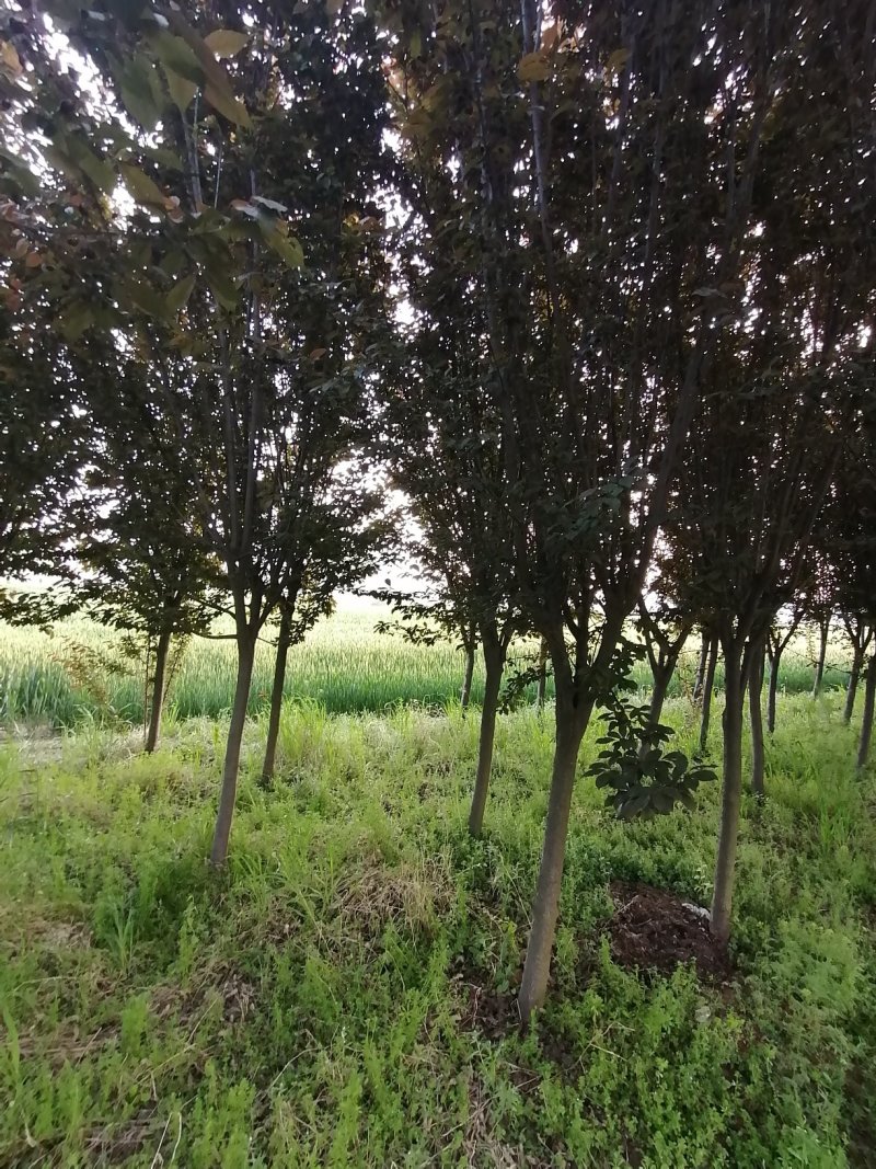 精品紫叶李5-20公分，大量出售，高低分支都有