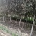 精品紫叶李5-20公分，大量出售，高低分支都有