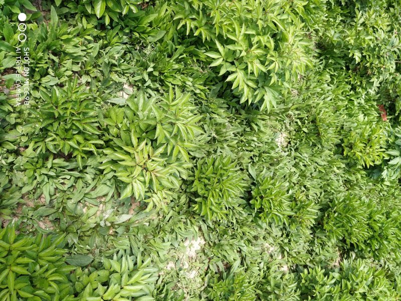 旋覆花苗，金沸草苗