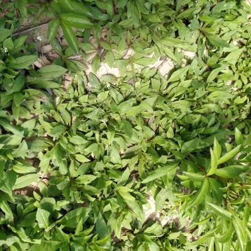 旋覆花苗，金沸草苗