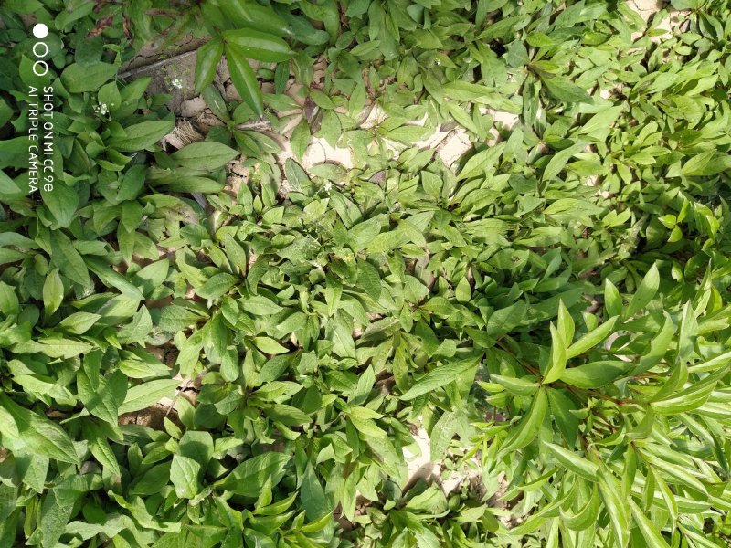 旋覆花苗，金沸草苗