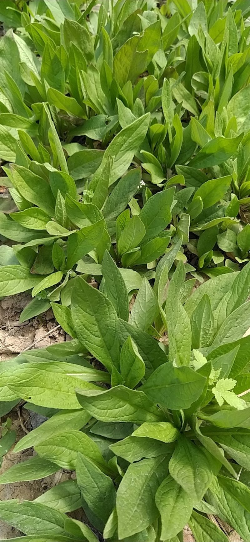 旋覆花苗，金沸草苗