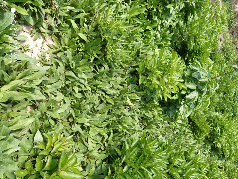 旋覆花苗，金沸草苗