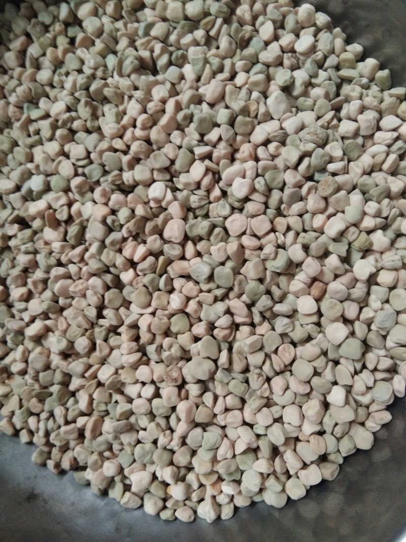 松柳(三角豆)，芽苗菜用种