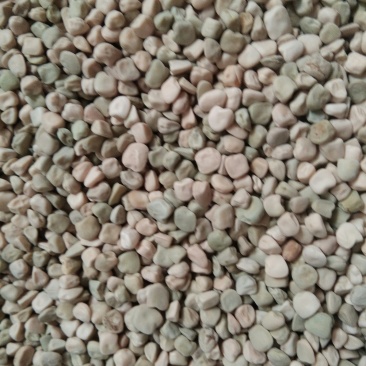 松柳(三角豆)，芽苗菜用种