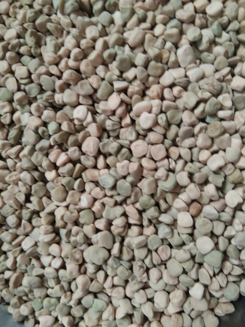 松柳(三角豆)，芽苗菜用种