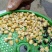 松柳(三角豆)，芽苗菜用种
