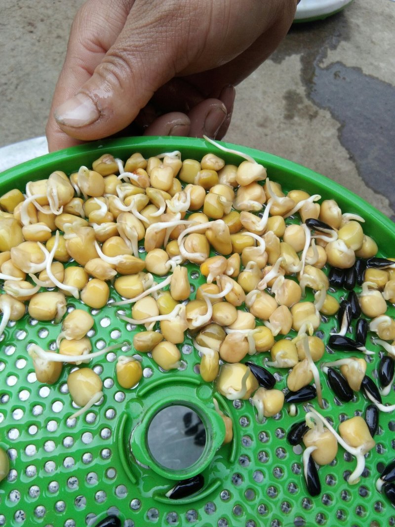 松柳(三角豆)，芽苗菜用种