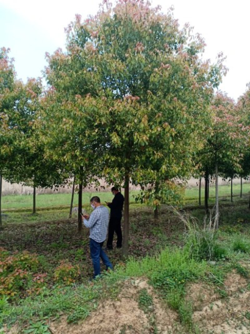 香樟树/各种规格都有数量充足