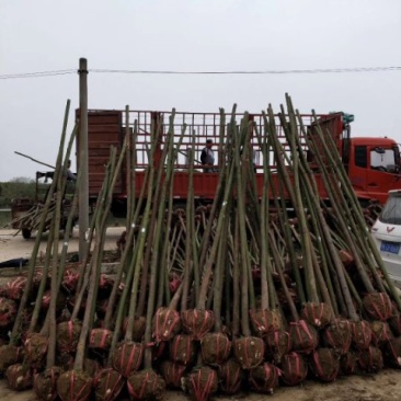 香樟树/各种规格都有数量充足