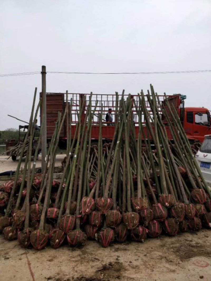 香樟树/各种规格都有数量充足