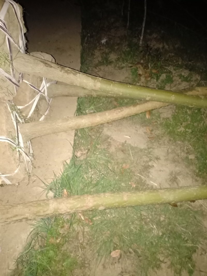 香樟树/各种规格都有数量充足