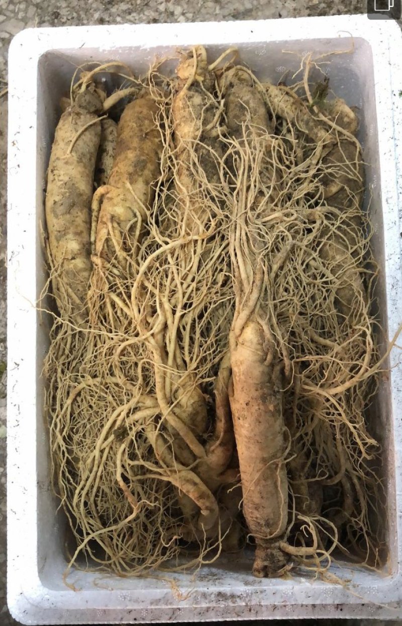 【精品吉林人参】长白山人参鲜人参种植基地直发欢迎咨询