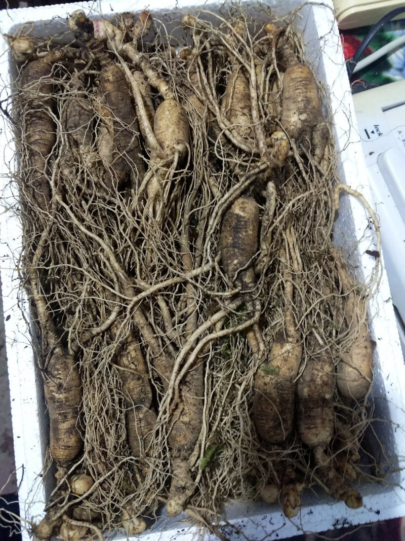 【精品吉林人参】长白山人参鲜人参种植基地直发欢迎咨询