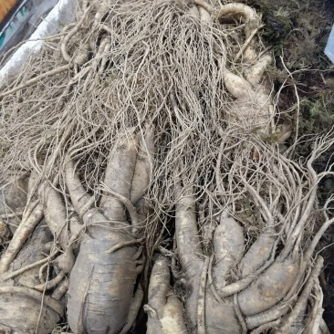【精品吉林人参】长白山人参鲜人参种植基地直发欢迎咨询
